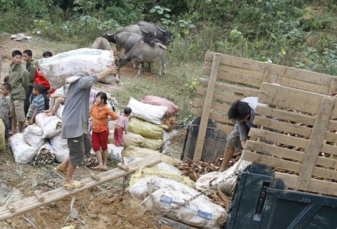 Dùng “cáp treo” vận chuyển nông - lâm sản - ảnh 8