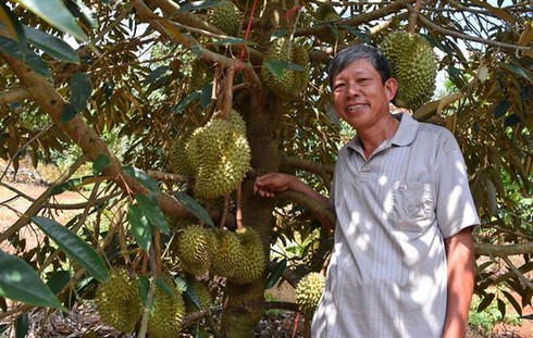 Kiếm cả tỷ đồng mỗi năm nhờ trồng sầu riêng - ảnh 1