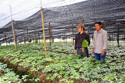 Si Ma Cai có 'cây tiền tỉ' - ảnh 2