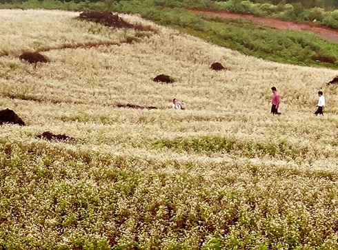 Bắc Hà: 2,5 ha hoa tam giác mạch nở sớm - ảnh 1