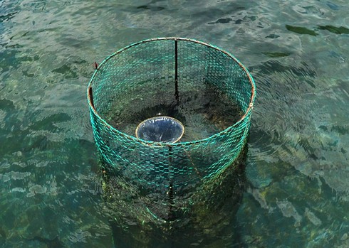 Quảng Ngãi nuôi thành công cá tầm 'siêu' tăng trọng - ảnh 1