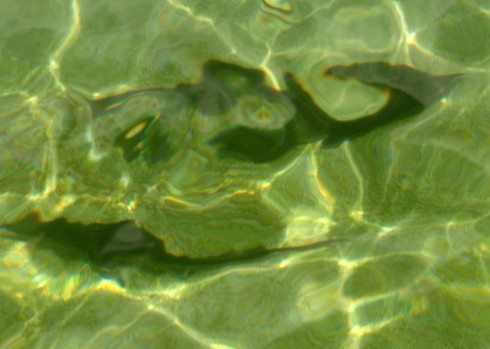 Quảng Ngãi nuôi thành công cá tầm 'siêu' tăng trọng - ảnh 2