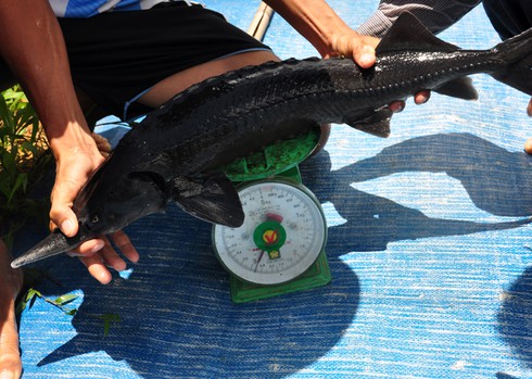 Quảng Ngãi nuôi thành công cá tầm 'siêu' tăng trọng - ảnh 4