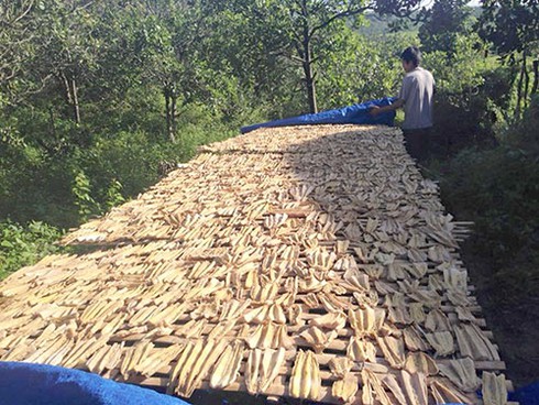 Mùa măng rừng ở La Dạ - ảnh 1