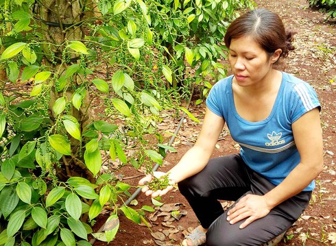 Nỗi lo tiêu rụng trái non - ảnh 1