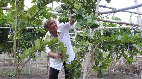 Tây Ninh: Trồng cây phật thủ cho thu nhập 300 triệu đồng mỗi năm - ảnh 1