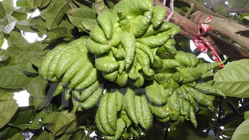 Tây Ninh: Trồng cây phật thủ cho thu nhập 300 triệu đồng mỗi năm - ảnh 2