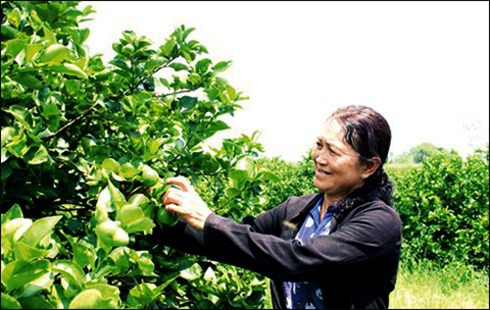 Tỷ phú nông dân với thương hiệu “Chanh không hạt Vica” - ảnh 1