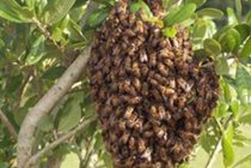 Hái bông sậy bị ong đốt chết - ảnh 1