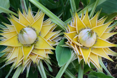 Chuối tài lộc cho Tết Bính Thân - ảnh 1