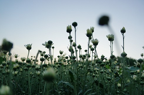 Tin gió mùa đông bắc mới nhất 23/11 và dự báo thời tiết 10 ngày tới - ảnh 1