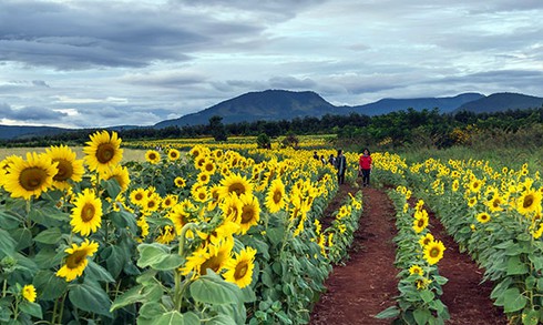 Rực rỡ cánh đồng hoa hướng dương ở Đơn Dương - ảnh 1