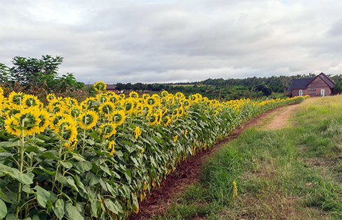 Rực rỡ cánh đồng hoa hướng dương ở Đơn Dương - ảnh 2