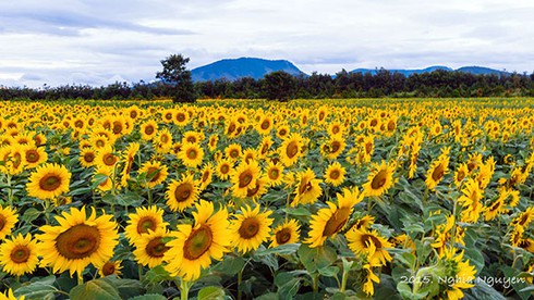 Rực rỡ cánh đồng hoa hướng dương ở Đơn Dương - ảnh 3