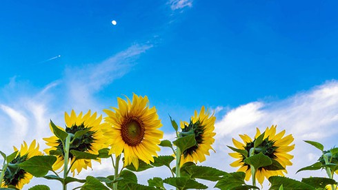 Rực rỡ cánh đồng hoa hướng dương ở Đơn Dương - ảnh 4