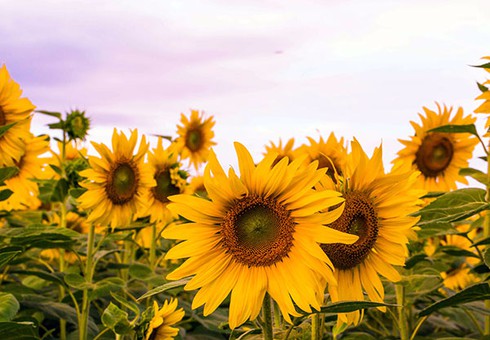 Rực rỡ cánh đồng hoa hướng dương ở Đơn Dương - ảnh 5