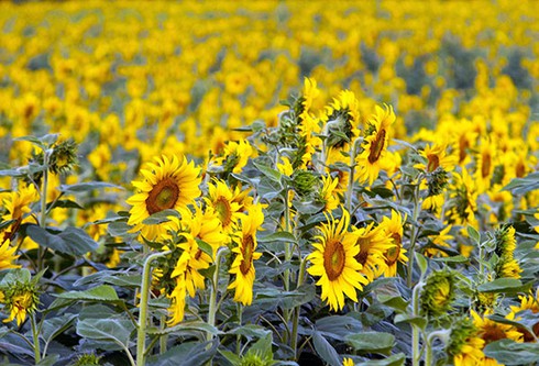 Rực rỡ cánh đồng hoa hướng dương ở Đơn Dương - ảnh 6