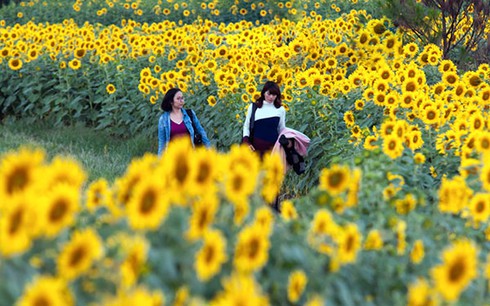 Rực rỡ cánh đồng hoa hướng dương ở Đơn Dương - ảnh 7