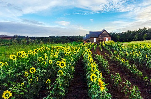 Rực rỡ cánh đồng hoa hướng dương ở Đơn Dương - ảnh 8