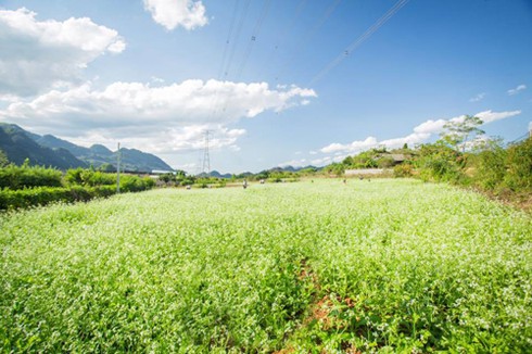 Địa điểm săn hoa cải trắng ở Mộc Châu - ảnh 2