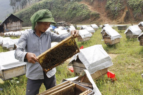 Theo đàn ong “gọi mật” - ảnh 1