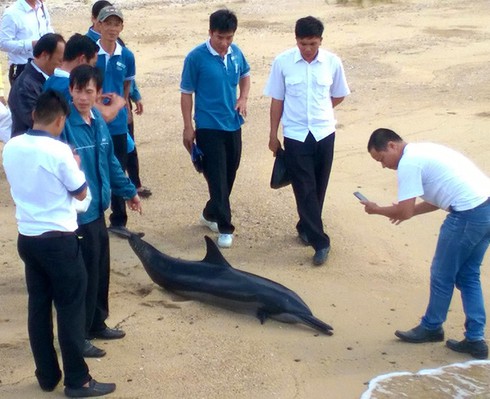 Cá heo nặng gần 50 kg dạt vào đảo Hoa Lan, Khánh Hòa - ảnh 1