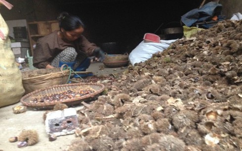 Hạt dẻ Trùng Khánh - sản vật trăm năm chật vật chỗ đứng trên sân nhà - ảnh 1