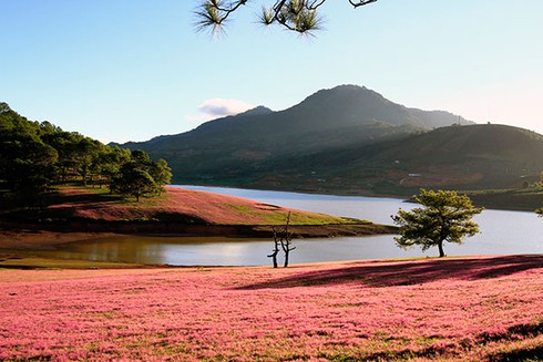 Quyến rũ cỏ hồng Đà Lạt - ảnh 2