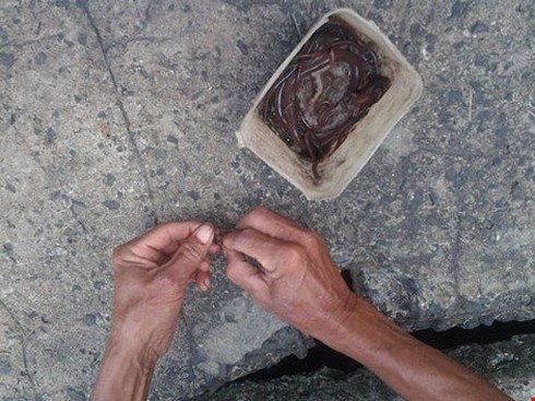 Độc đáo nghề câu cá trê ngay giữa... phố - ảnh 2