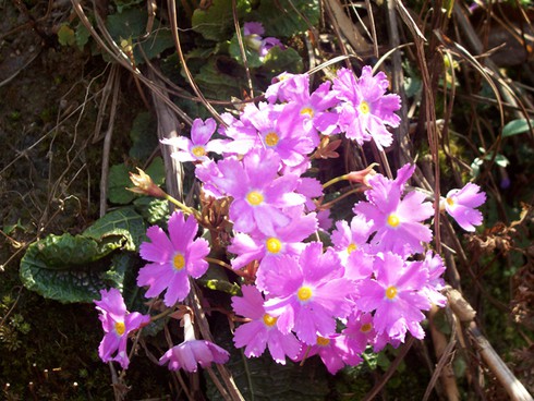 Hoa báo xuân khoe sắc trên đường lên đỉnh Phan Si Păng - ảnh 1