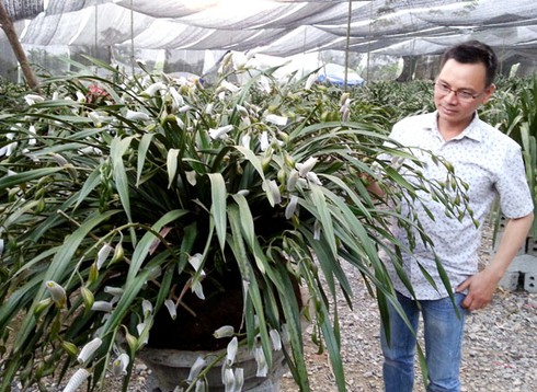 Sa Pa: Hoa địa lan tăng giá gần gấp đôi - ảnh 1