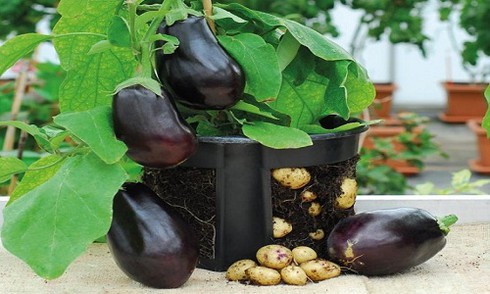 Ngọn cà tím đẻ chi chít củ khoai tây - ảnh 1