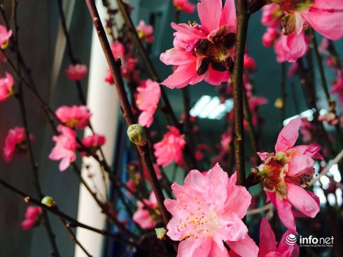 Tin không khí lạnh mới nhất 12/1 và dự báo thời tiết Hà Nội 3 ngày tới - ảnh 1