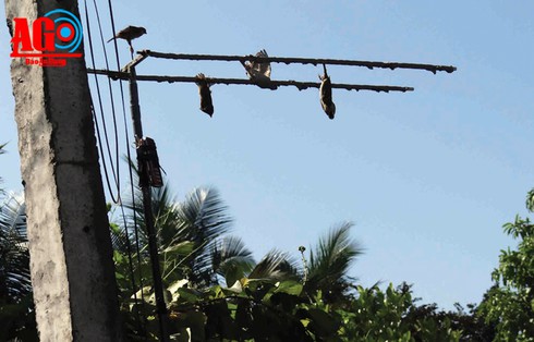 Nhiều kiểu tận diệt chim trời - ảnh 1