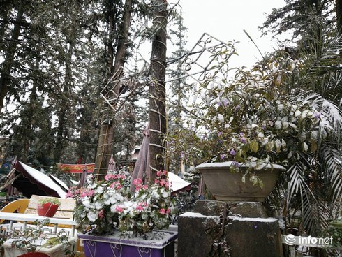 Tuyết đã rơi ngập tràn Sapa - ảnh 4