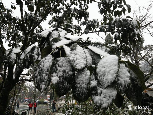 Tuyết đã rơi ngập tràn Sapa - ảnh 5