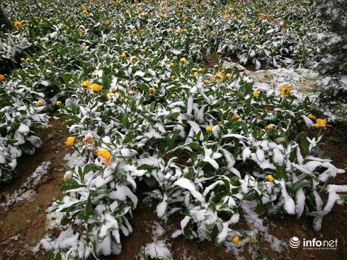 Tuyết đã rơi ngập tràn Sapa - ảnh 7