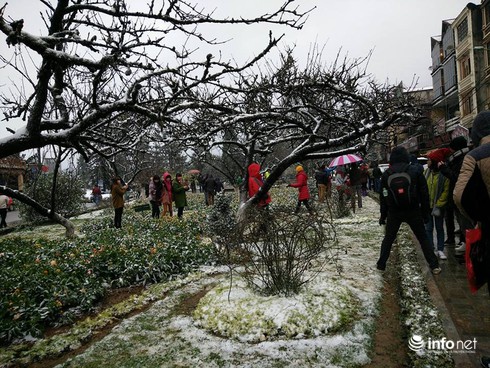 Tuyết đã rơi ngập tràn Sapa - ảnh 8