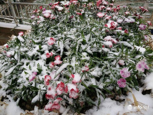 Tuyết đã rơi ngập tràn Sapa - ảnh 9