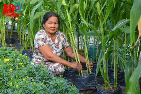 Quan niệm chưng Tết thời hiện đại - ảnh 1