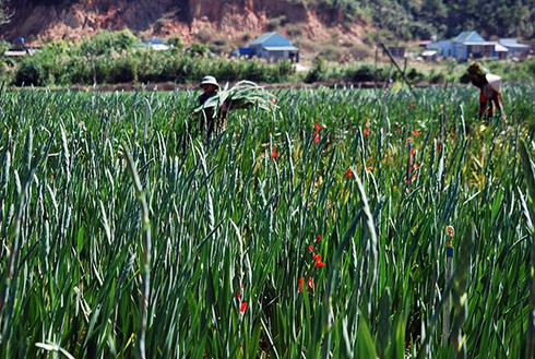 Lâm Đồng: Xót xa hoa nở đỏ đồng - ảnh 1