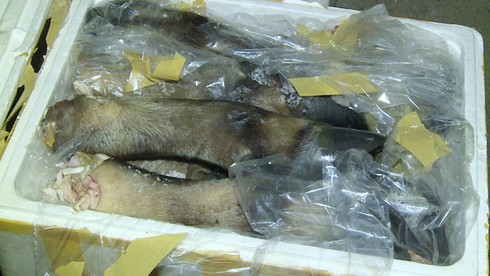 Quảng Bình: Bắt giữ 600 kg chân và đuôi trâu đang phân hủy trên xe khách - ảnh 1