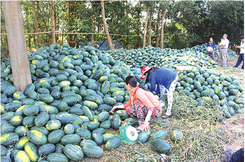 “Đắng” mùa dưa hấu - ảnh 1