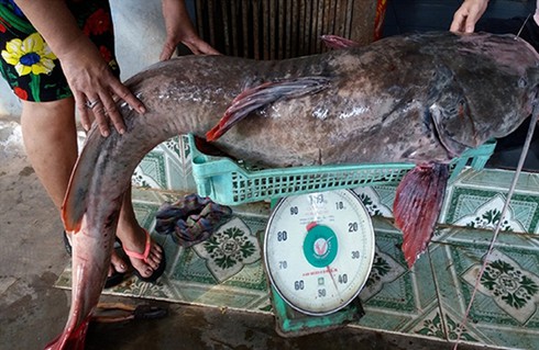 Câu được cá lăng đuôi đỏ quý hiếm cực khủng - ảnh 1