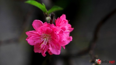 Dự báo thời tiết 6/2: Hà Nội, Bắc bộ đều mưa, rét đậm - ảnh 1