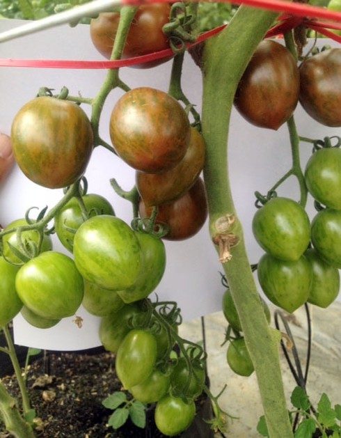 Đà Lạt: 150 ngàn đồng/kg cà chua sọc đỏ - ảnh 1