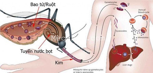 Vĩnh Long: Trường hợp đầu tiên tử vong do sốt xuất huyết - ảnh 1