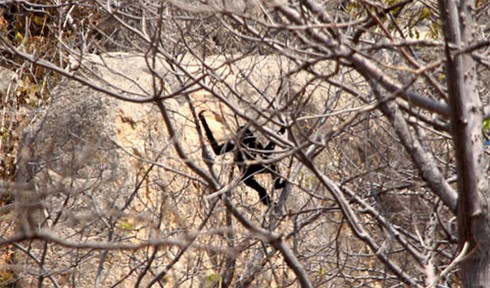 Đười ươi xuất hiện ở khu vực tháp Chăm Po Dam - ảnh 2