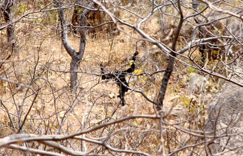 Đười ươi xuất hiện ở khu vực tháp Chăm Po Dam - ảnh 3