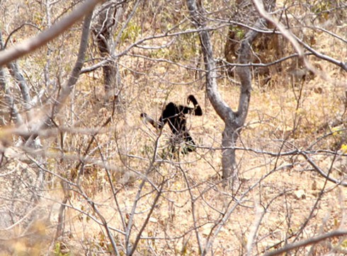 Đười ươi xuất hiện ở khu vực tháp Chăm Po Dam - ảnh 1